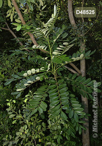 Paradise Tree (Simarouba glauca)